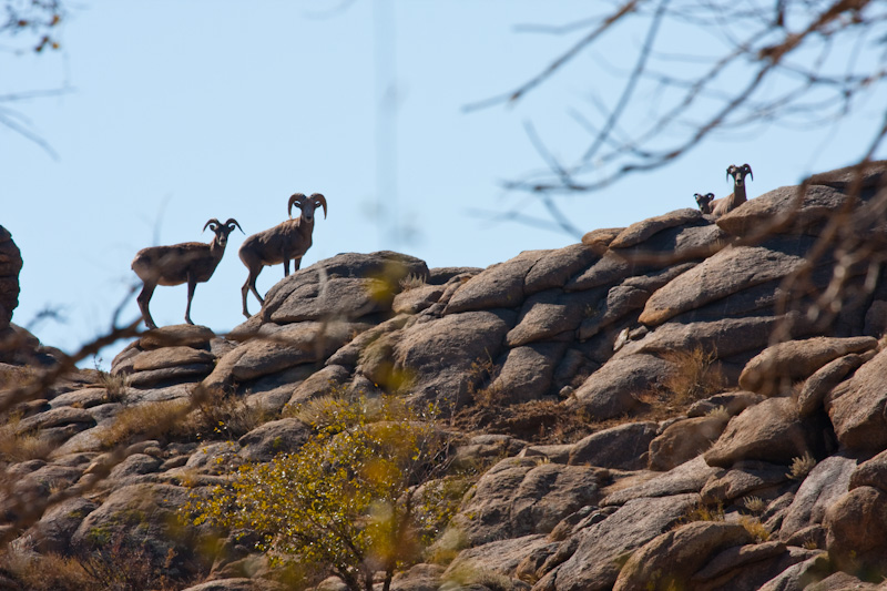 Argali